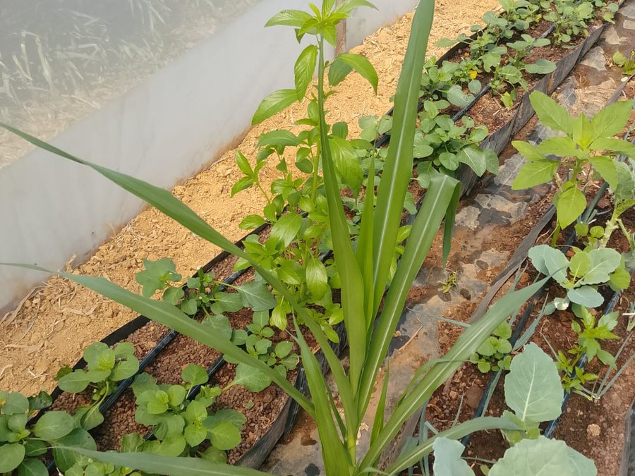 Close-up of mixed vegetable seedlings at HOCS greenhouse