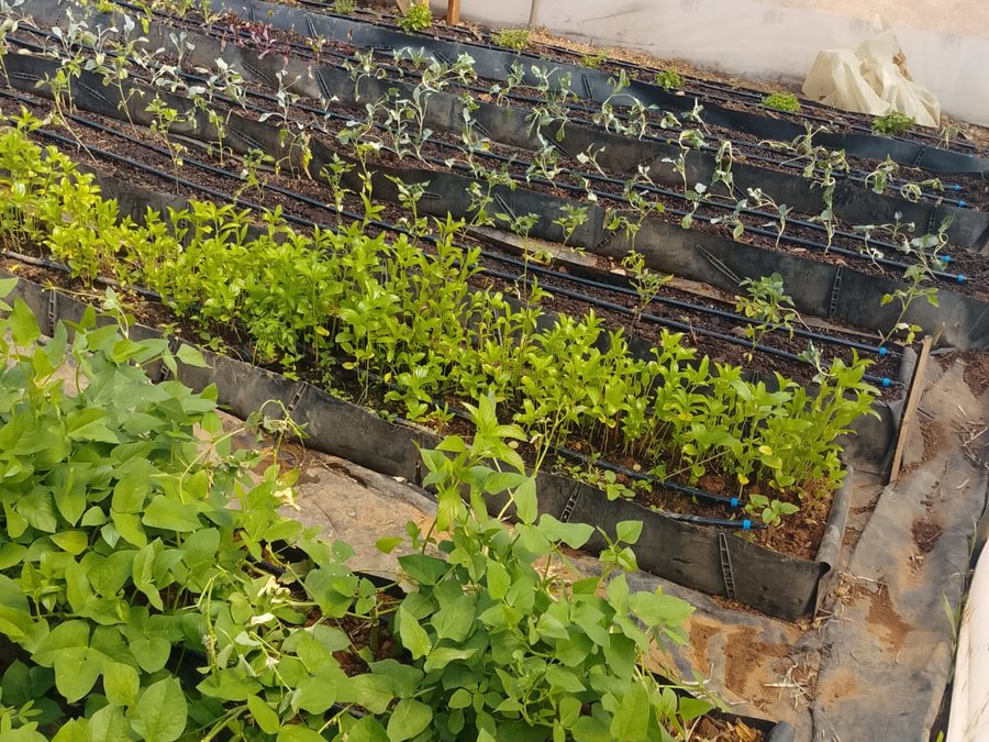 Broccoli and kale seedbeds at HOCS greenhouse